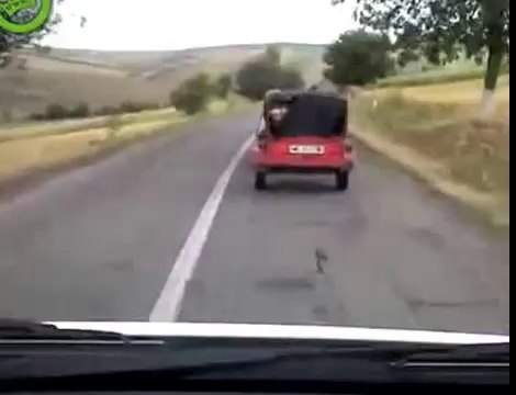 Un cochon saute d'une voiture en marche