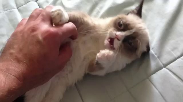 Tard, un chat à la tronche vraiment spéciale