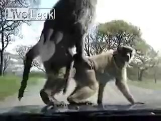 Des singes s'envoient en l'air sur le capot d'une voiture