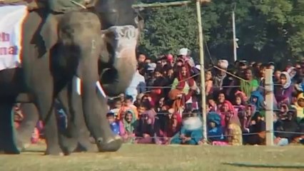 Les éléphants aussi jouent au football