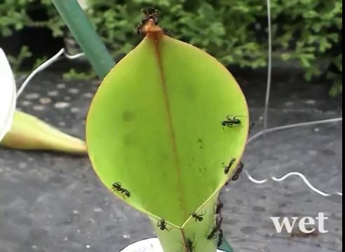 Aquaplaning chez les plantes carnivores