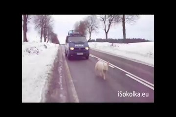 Des policiers russes n'arrivent pas à attraper un cochon