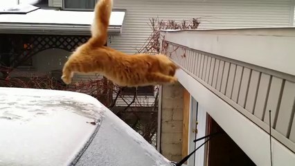 Waffles, le chat qui ne savait pas sauter (slow motion)