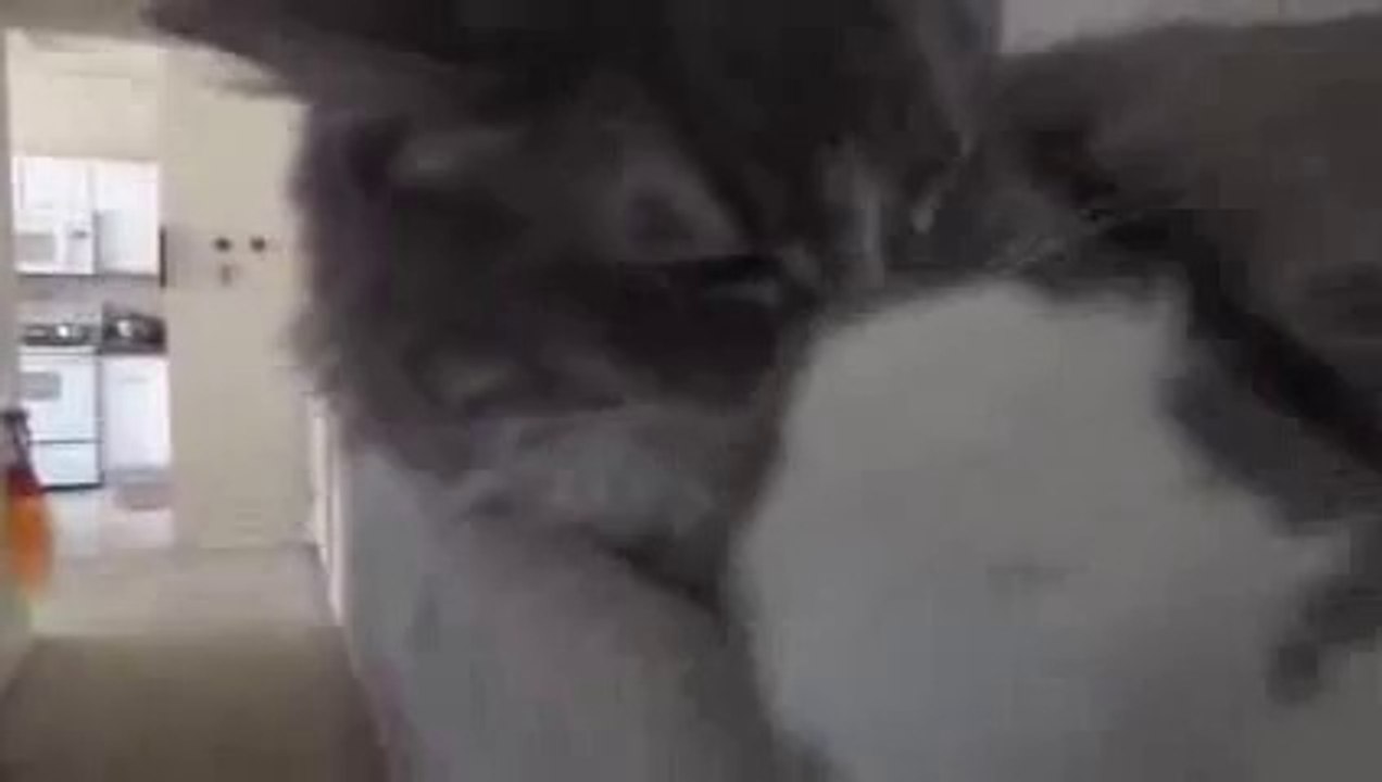 Un chat qui ronfle en dormant...