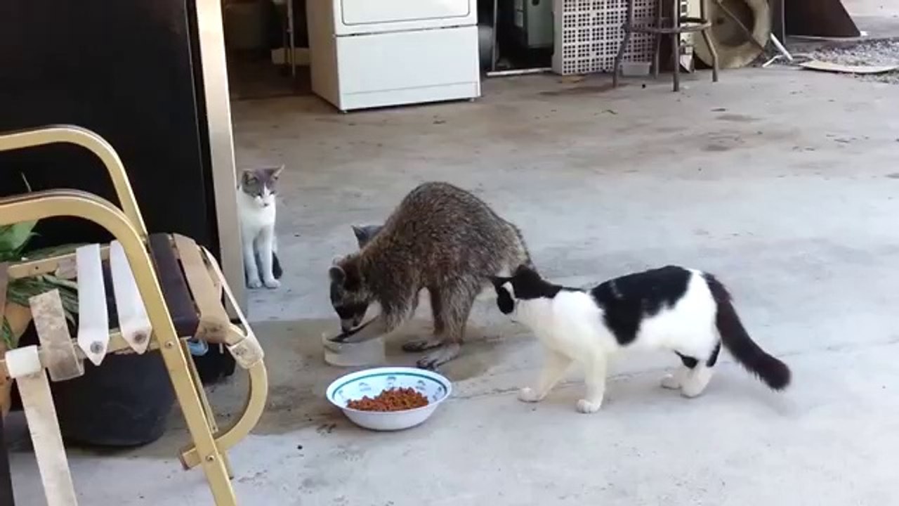Un raton-laveur vole des croquettes pour chats avant de s'enfuir