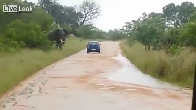 Un éléphant retourne une voiture lors d'un safari en Afrique du Sud