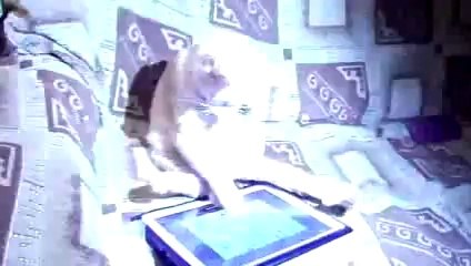 Un chat joue avec un iPad