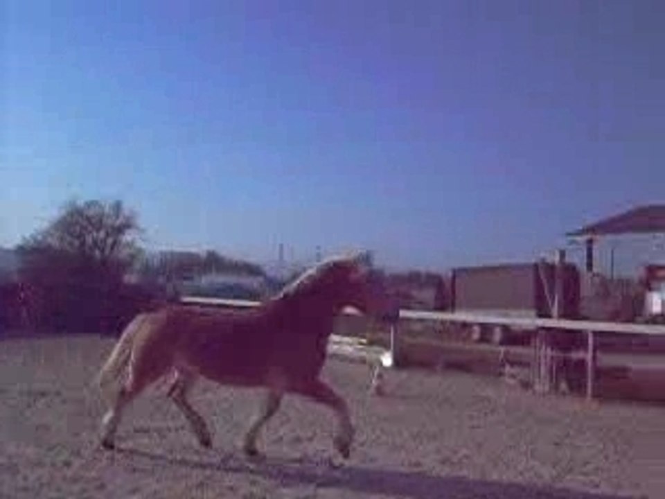 polo