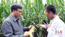 Syngenta’s GMO Corn Has Destroyed Exports to China; New Class Action Lawsuits