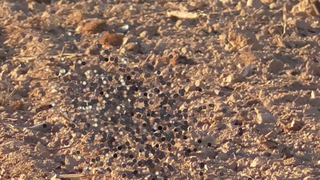 tourterelle mystère