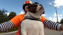 Un chien en moto salue un motard en levant sa patte