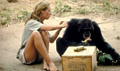 NG | Jane Goodall Vahşi Şempanzeler Arasında