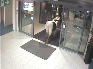 Willie Evangelista - Horse go to Police Head Quarter