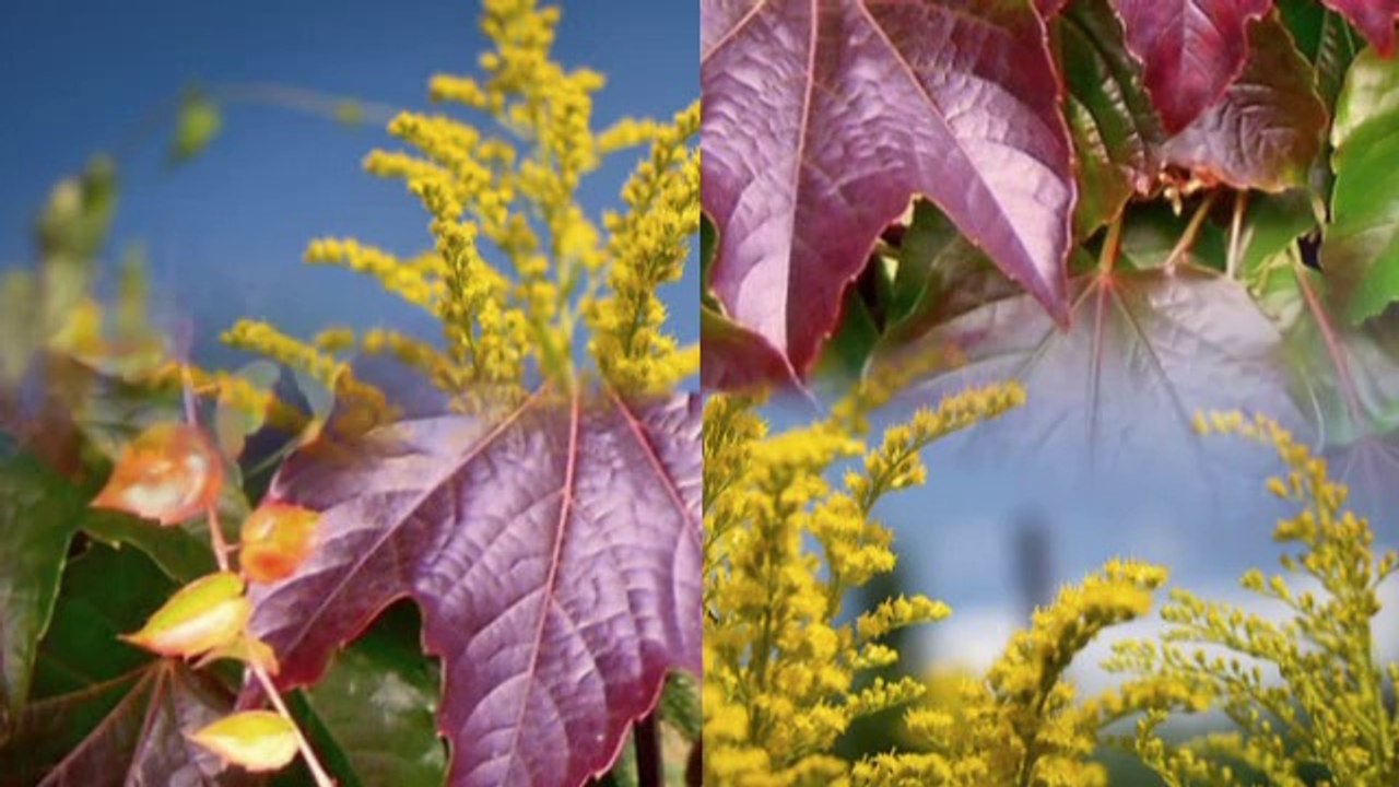 CZESŁAW NIEMEN -WSPOMNIENIE