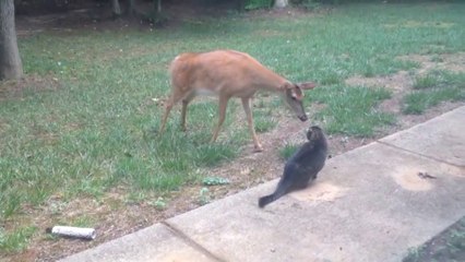 Cat Vs Deer - Standoff Between House Pet and Wildlife - Video Dailymotion