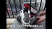 Air Jordan IV Retro White Cement Review