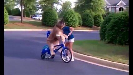 BEST FUNNY ANIMALS COMPILATION (2013 - 2014) - Video Dailymotion