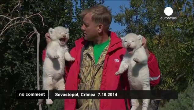 White lion cubs make first public appearance in Crimea zoo