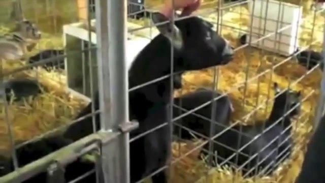 Animals screaming and making funny noises - Funny animal sound compilation PART 2