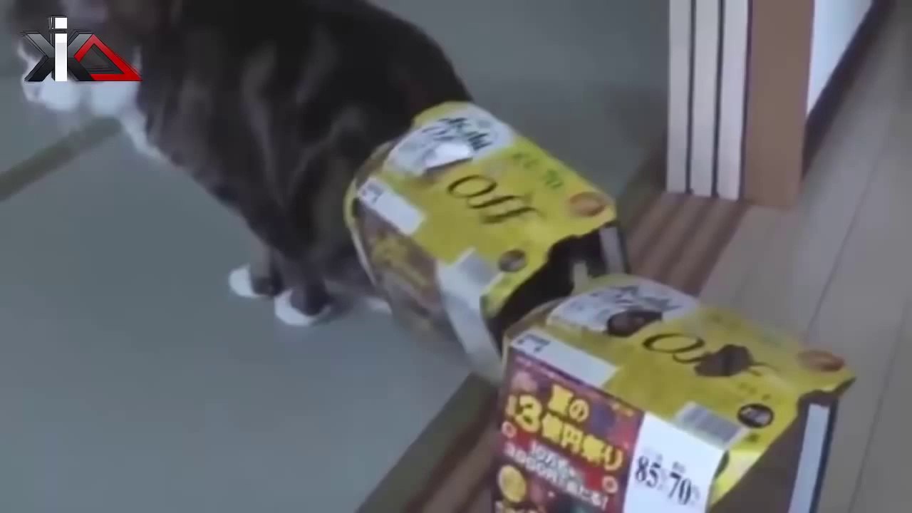 BEST FUNNY ANIMALS COMPILATION #4 (2013-2014)