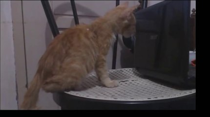 Funny Cats Video - Funny Cat Videos Ever- Funny Videos 2014 - Funny Animals Funny Animal Videos(3)