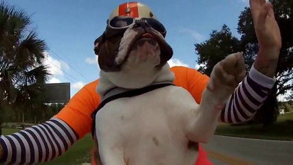 Un chien en moto salue un motard en levant la patte