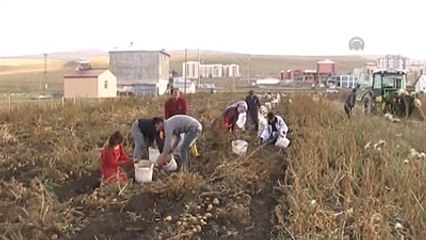 Patates Hasadı Başladı