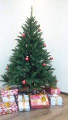 Świerk Natura twoja-choinka.pl