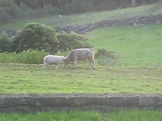 Boğaya Kafa Tutan Koyun