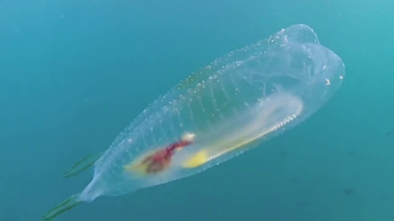Transparent Mystery Fish