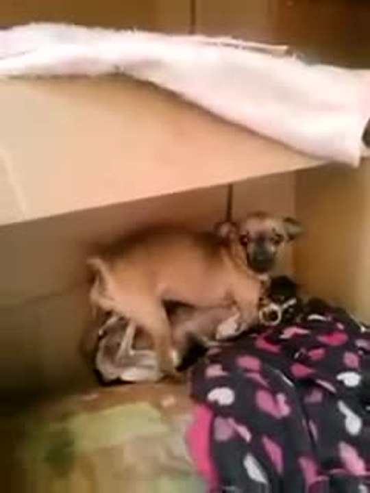 Un chien n'aime pas être interrompu durant son intimité