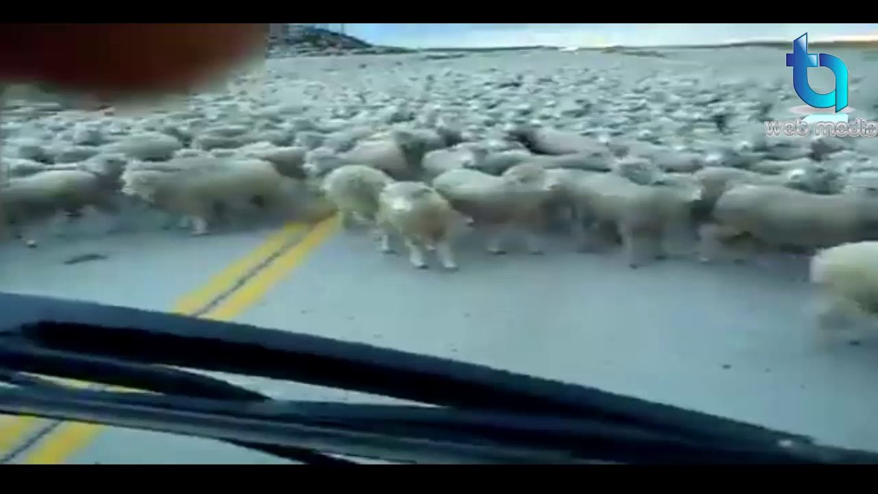 ایسی کمال کی ویڈیو آپ نے پہلے زندگی میں کبھی نہیں دیکھی ہوگی.