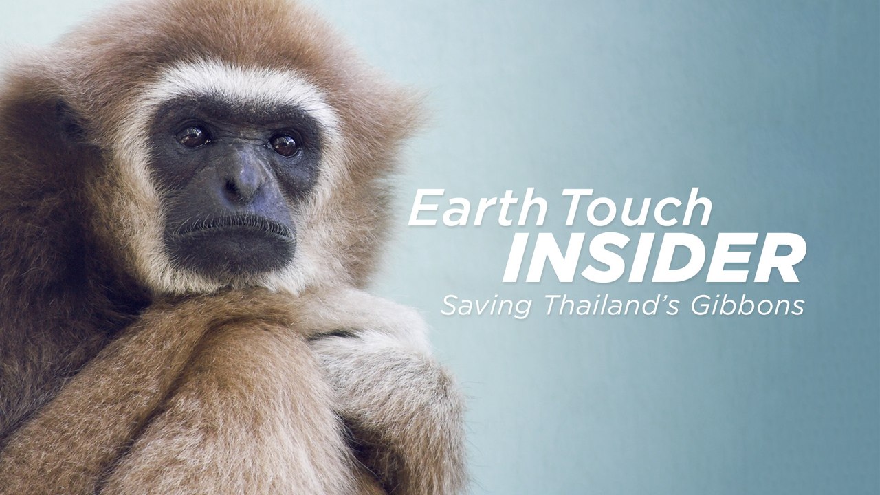 Victims of the trade: Gibbon rescue in Thailand