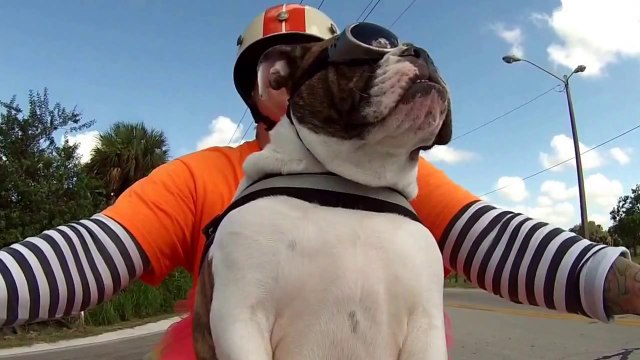 Sweets the biker bulldog gives a lesson in greeting fellow riders