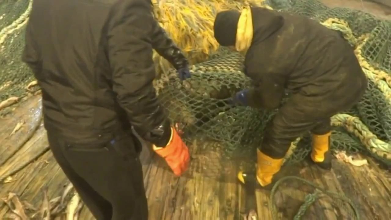 lion de mer énervé