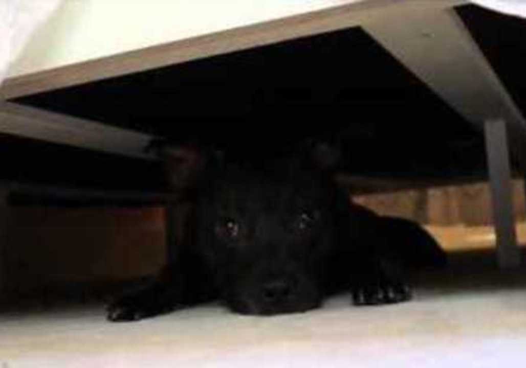 Pup Loves Hanging Out Under the Bed
