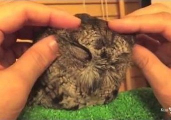 Owl Enjoys a Serene Massage