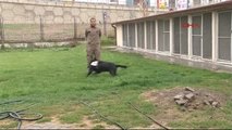 Sivas Özel Eğitimli Köpek 'Kayra', Uyuşturucu Kaçakçılarına Geçit Vermiyor