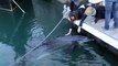 Un dauphin caressé par des passants dans le port de Brest