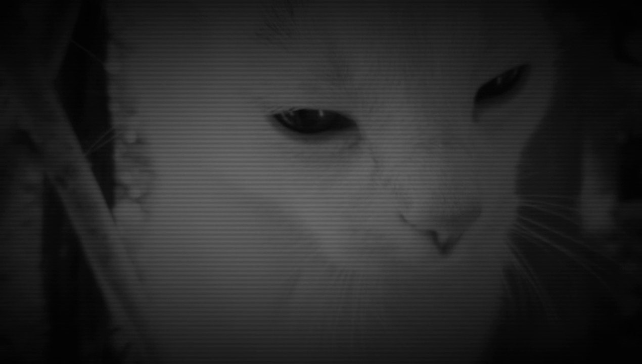 Cat vs Ladybird