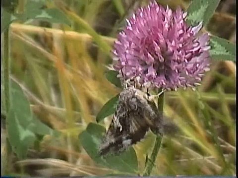 Bella Coola Natural History: Grizzly Bear, Sphinx Moth, Pectoral Sandpiper