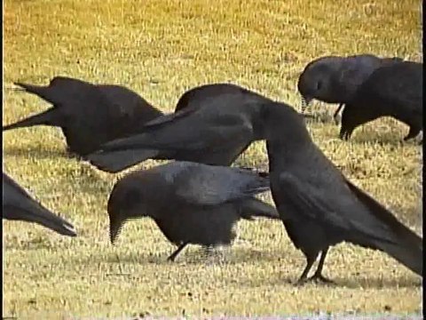Bella Coola Natural History: Mourning Dove, White-throated Sparrow, Eurasian Collared-Dove, Rusty Blackbird, Fox Sparrow