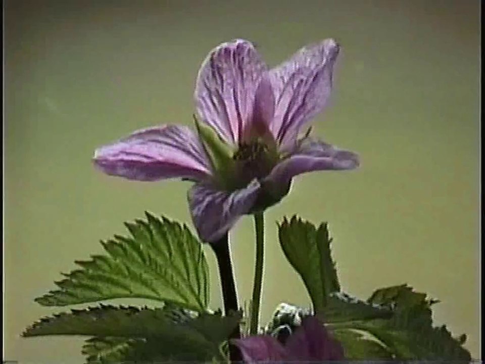 Bella Coola Natural History: Bald Eagles, Fox Sparrow, Red-winged blackbird, Golden-crowned Sparrow