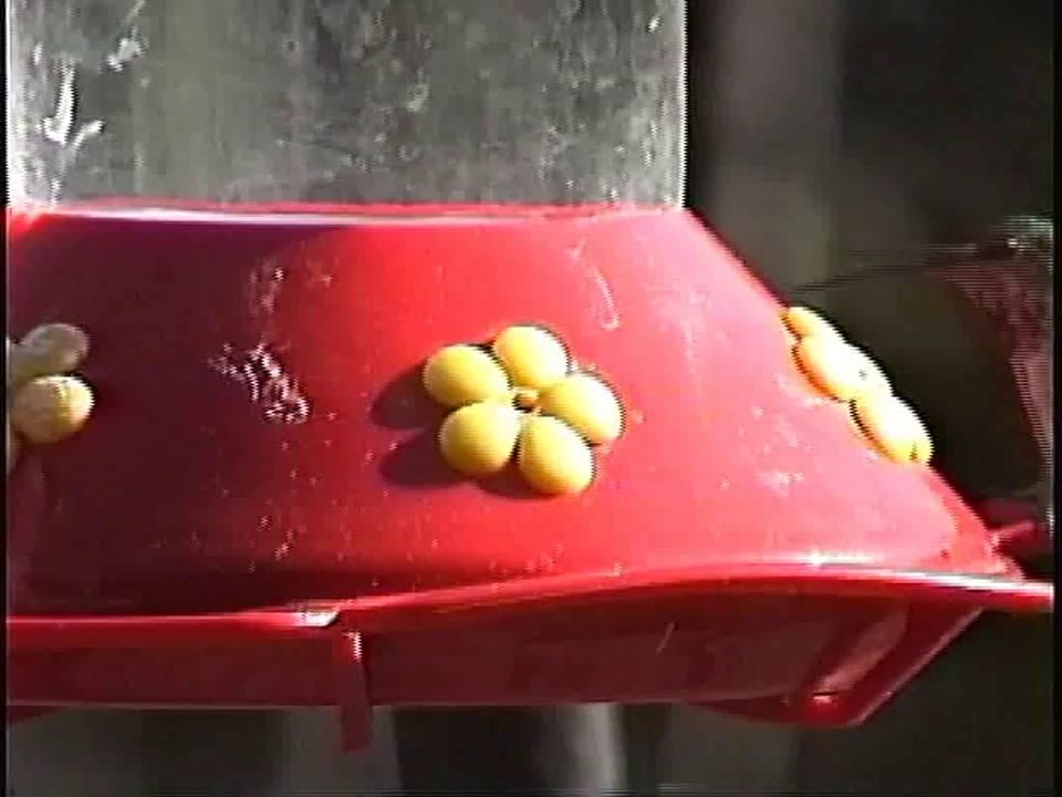 Bella Coola Natural History: Calliope Hummingbird, Rufous Hummingbird, Red-winged Blackbird, Brown-headed Cowbird