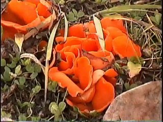 Bella Coola Natural History: Hairy Woodpecker, Hooded Merganser