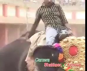 Elephant Attacks in a Cultural Festival in South India