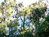 Flying foxes I