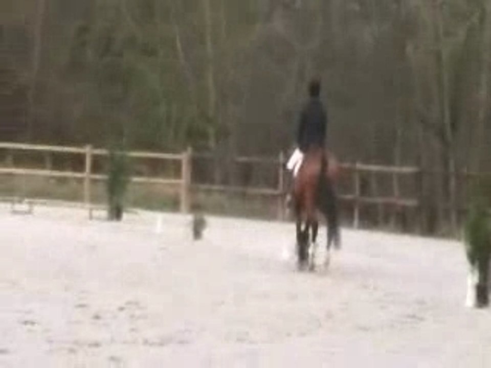 Vidéo jonquille amandine