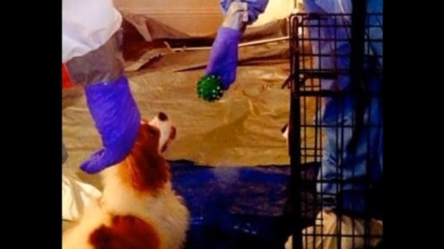 Workers play ball with Ebola infected nurse's dog - cautiously