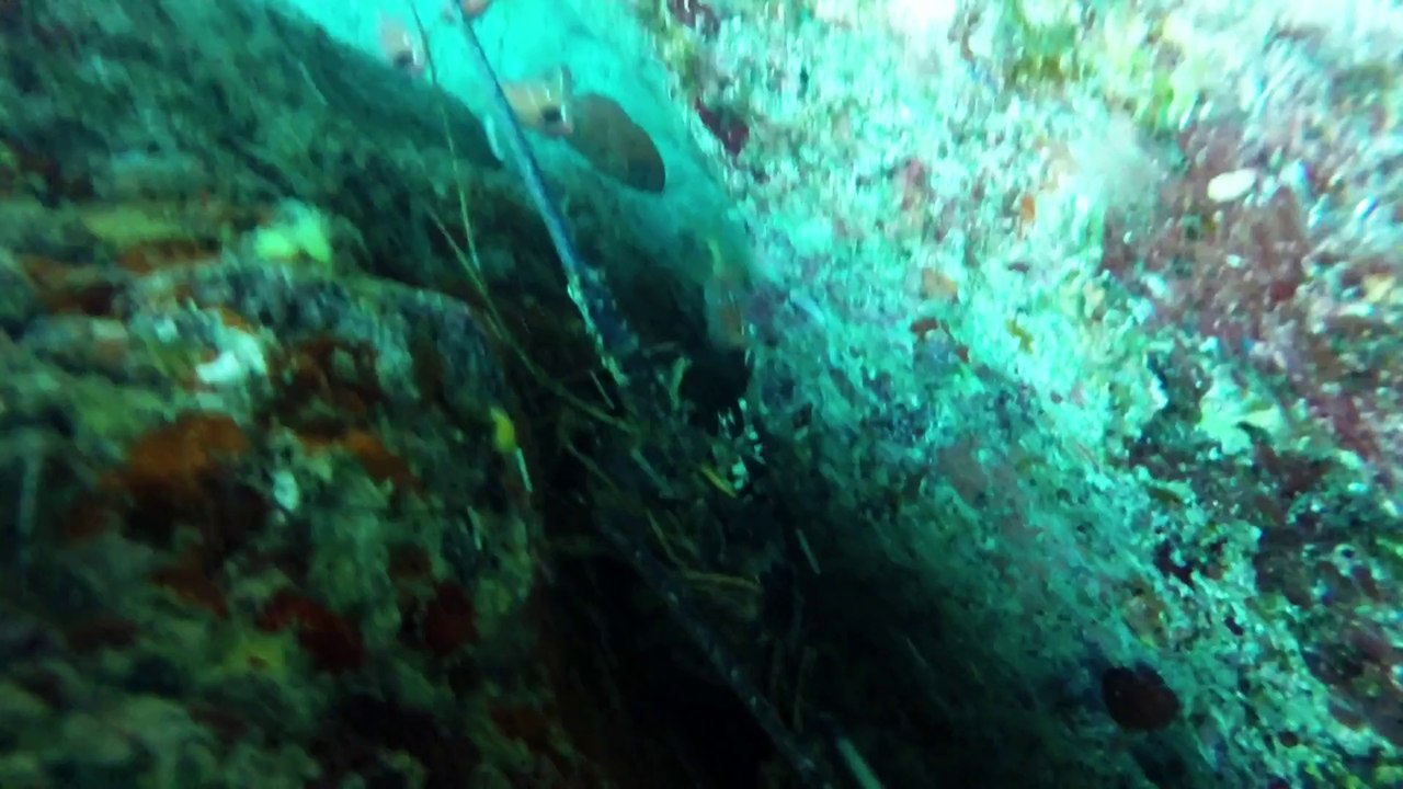 SPEARFISHING PUERTO RICO THE MOVIE 4 [DUBSTEP]